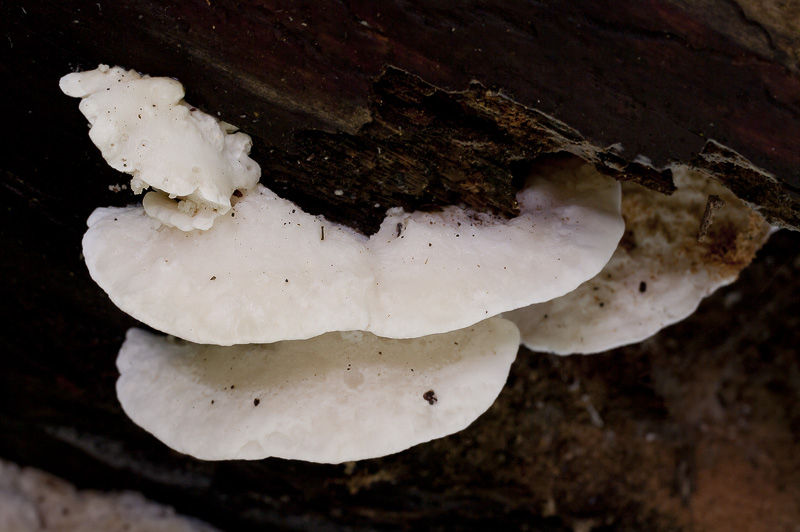 Tyromyces chioneus